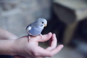 Best pet deals birds for beginners