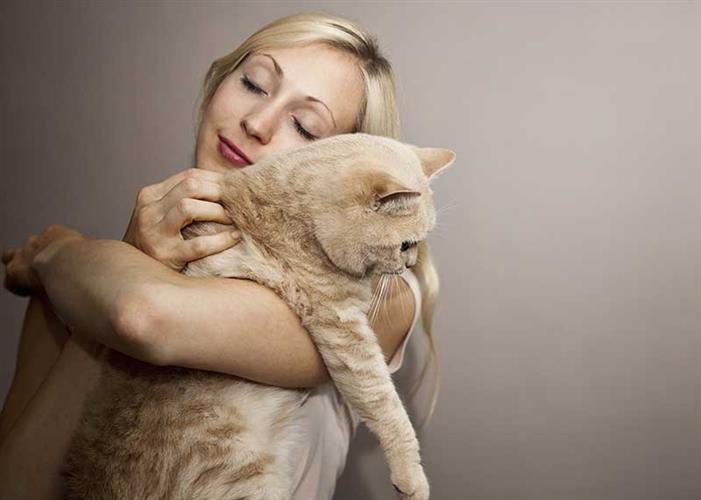 View of Thunderstorms And Cats - British Pet Insurance Services