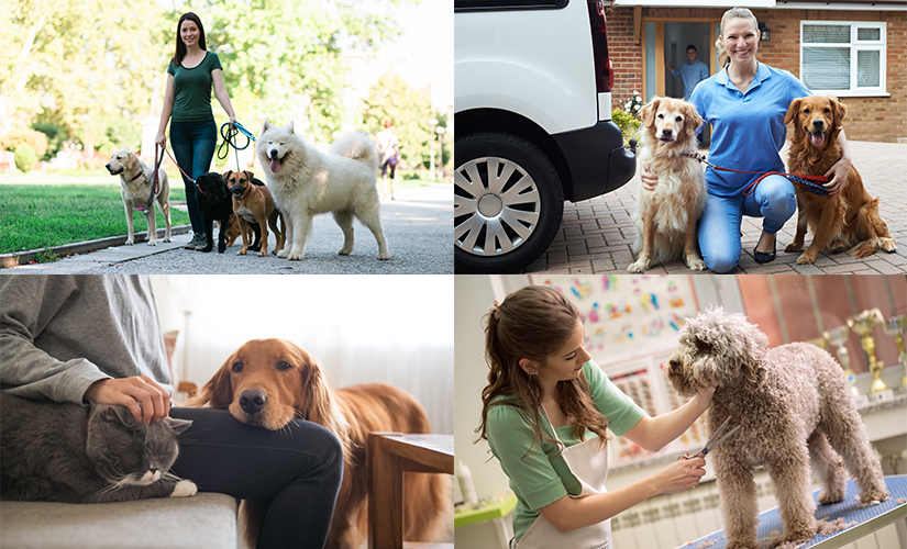 Professional - Insurance For Pet Businesses - British Pet ...