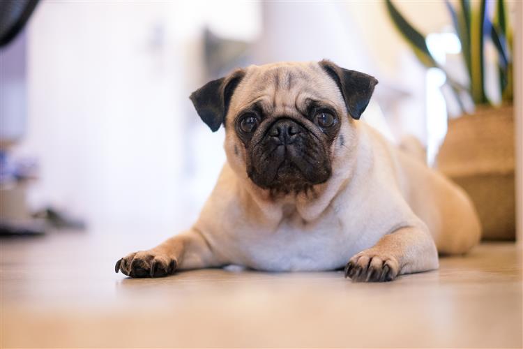 Common Health Issues In Pugs - British Pet Insurance