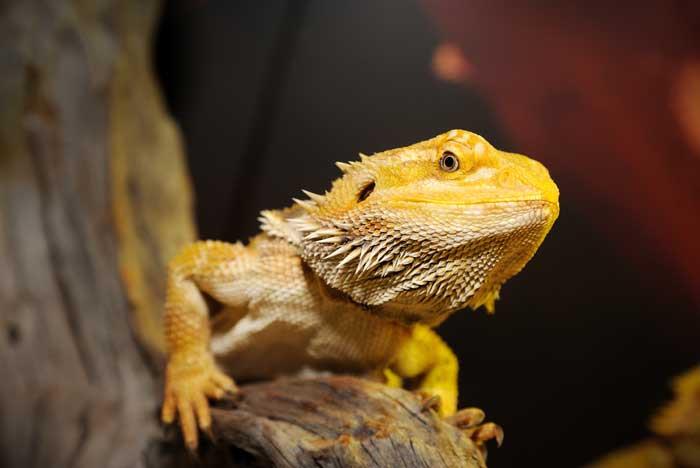 What To Feed A Bearded Dragon - British Pet Insurance