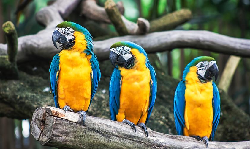 popular-pet-names-for-birds-and-parrots-british-pet-insurance