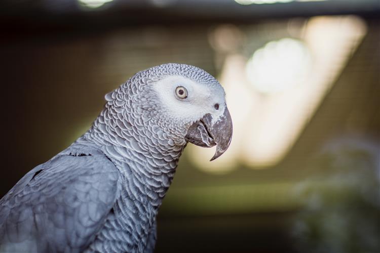 African Grey Parrot Husbandry Guide - British Pet Insurance