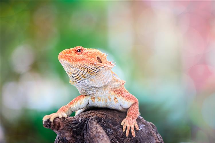 What To Look For When Buying A Bearded Dragon - British Pet Insurance