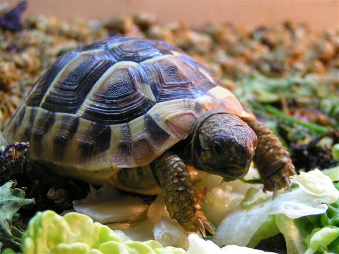 Is My Tortoise Male Or Female? - British Pet Insurance