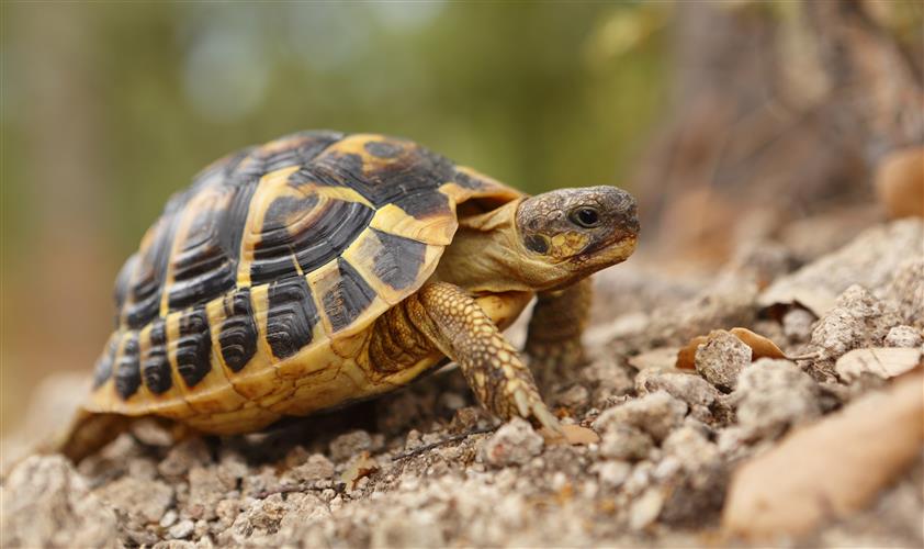 Post-Hibernation Problems In Tortoises - British Pet Insurance