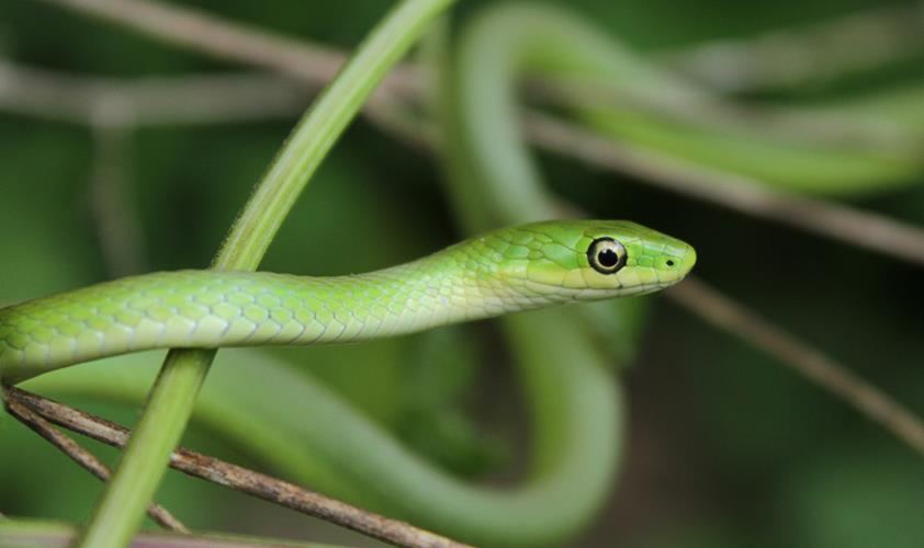 Information About The Green Snake - British Pet Insurance