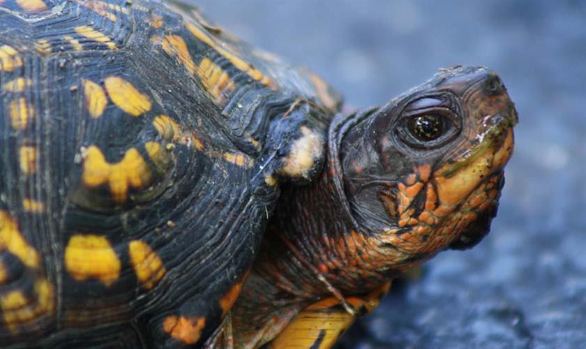 Information About The Box Turtle - British Pet Insurance