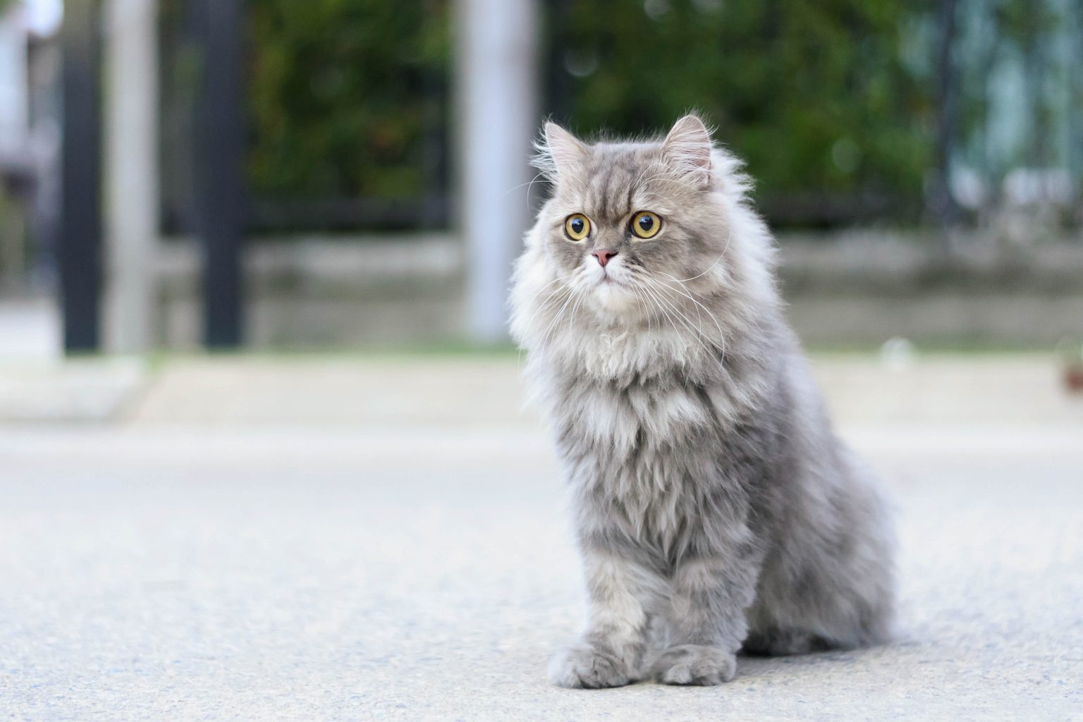 UK’s Most Popular Cat Breeds British Pet Insurance