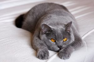 Grey british shorthair cat with golden eyes lying down