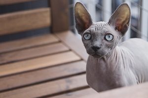 Grey sphynx cat with blue eyes