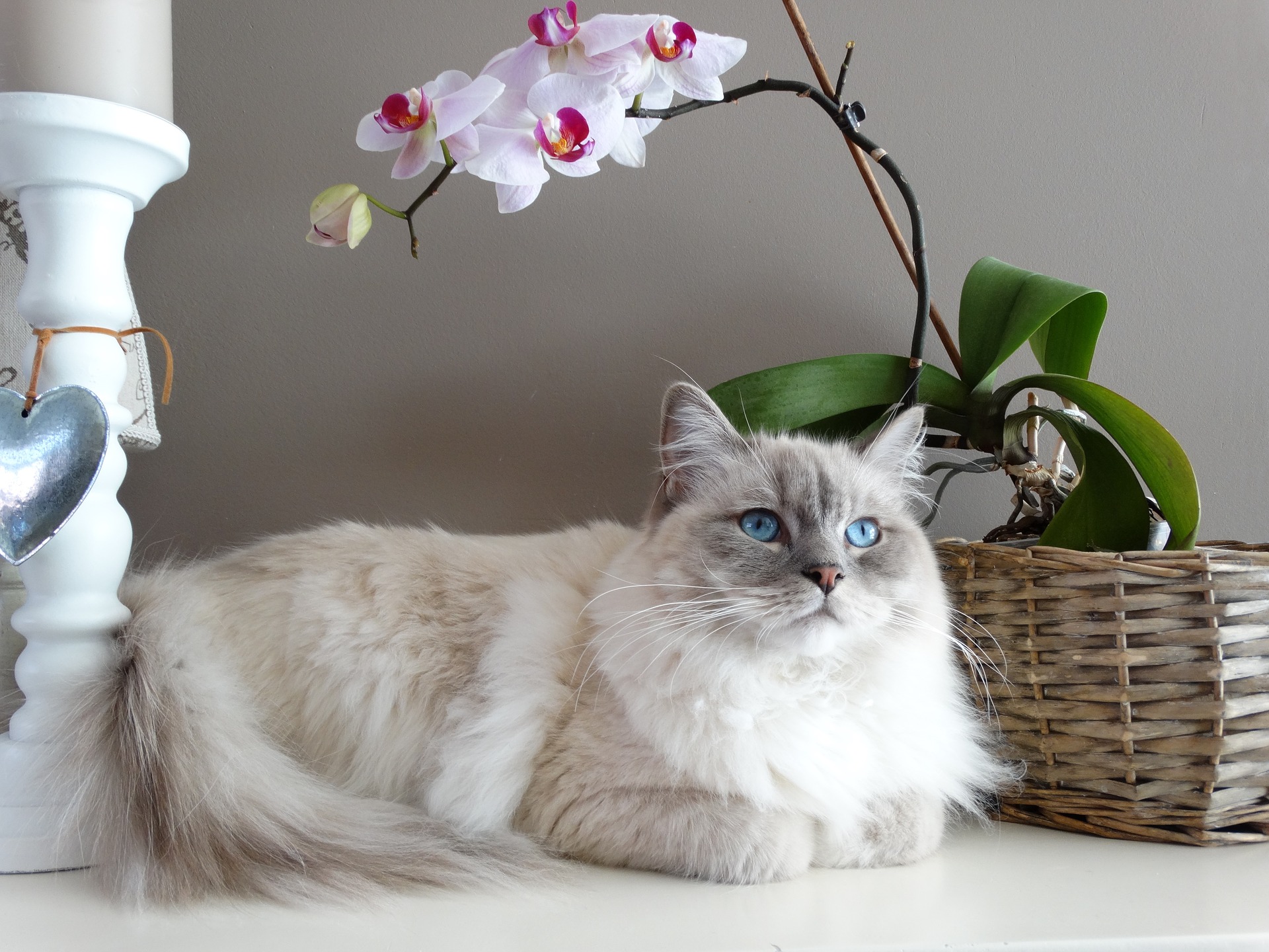 UK’s Most Popular Cat Breeds - British Pet Insurance