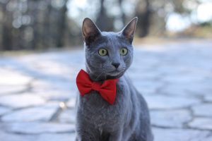 Russian blue cat with red bowtie