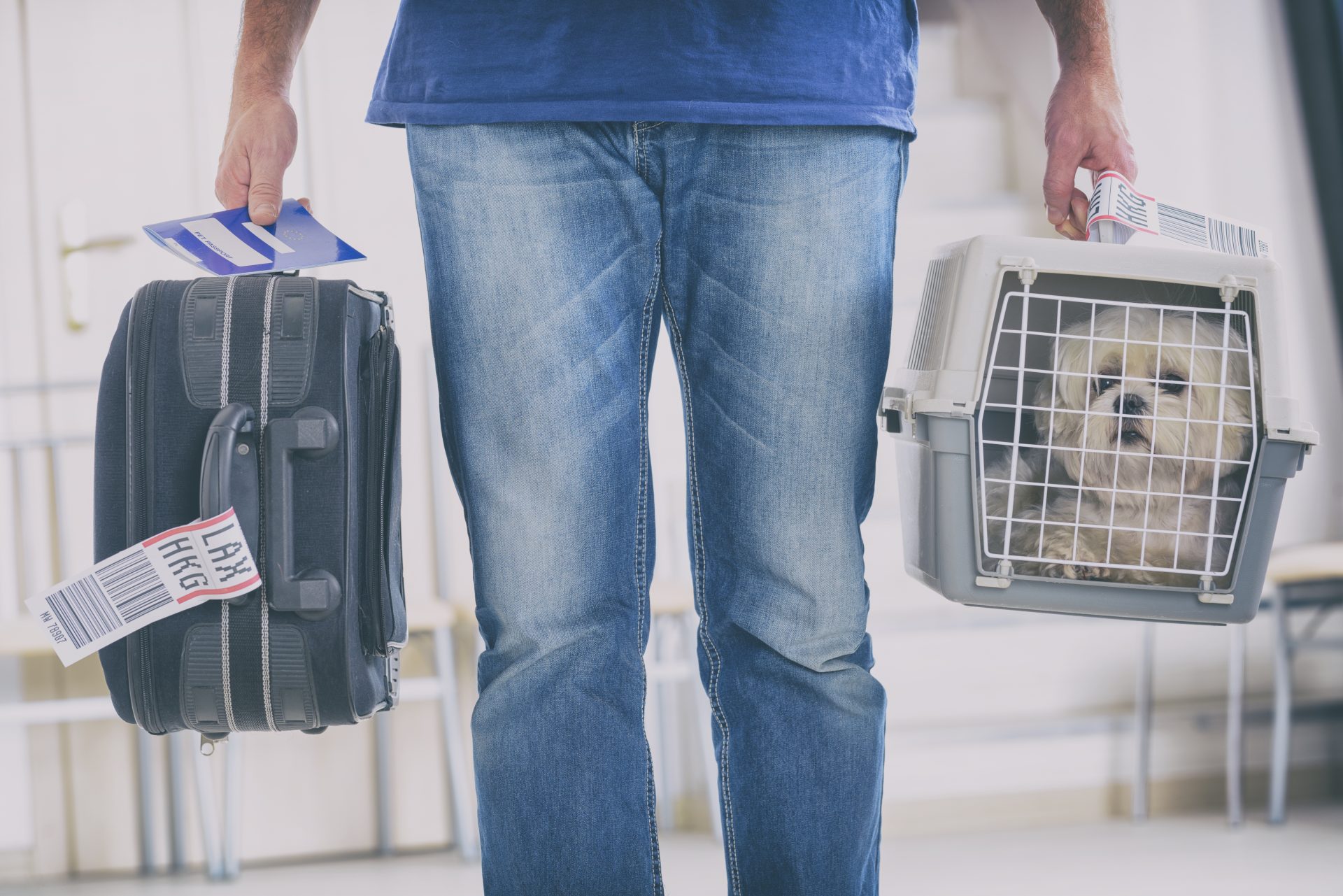 Travelling To And From Great Britain With Your Pet British Pet Insurance