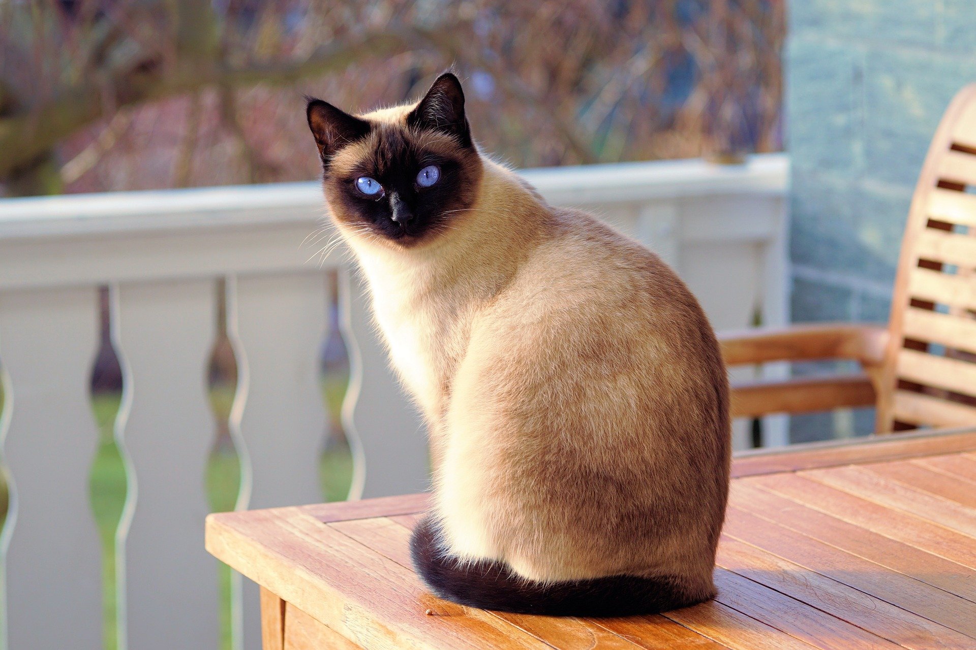 UK s Most Popular Cat Breeds British Pet Insurance