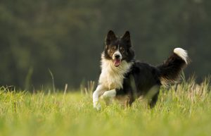 Border collie running through fields