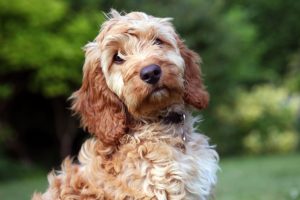 brown-and-white-cockapoo