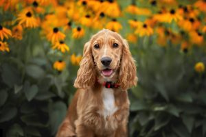 Cocker spaniel puppy in front of flowers