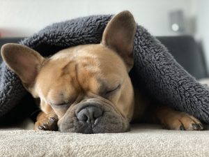 French bulldog asleep