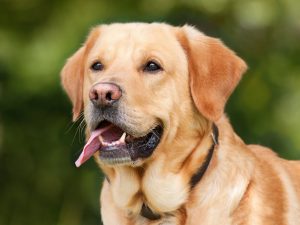 Golden Labrador Retriever 