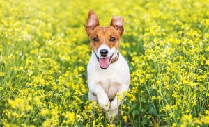 Jack russel terrier running amongst flowers