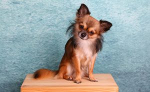 Long haired chihuahua