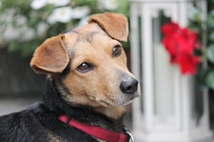 Mixed breed dog