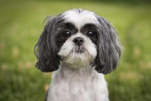 cute shih tzu dog 