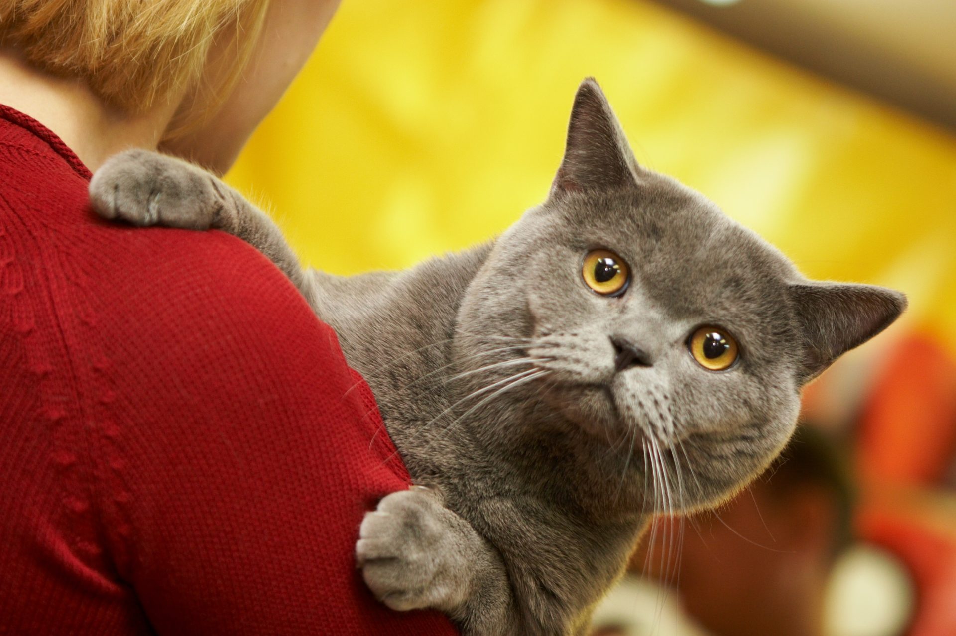 All You Need To Know About The British Shorthair