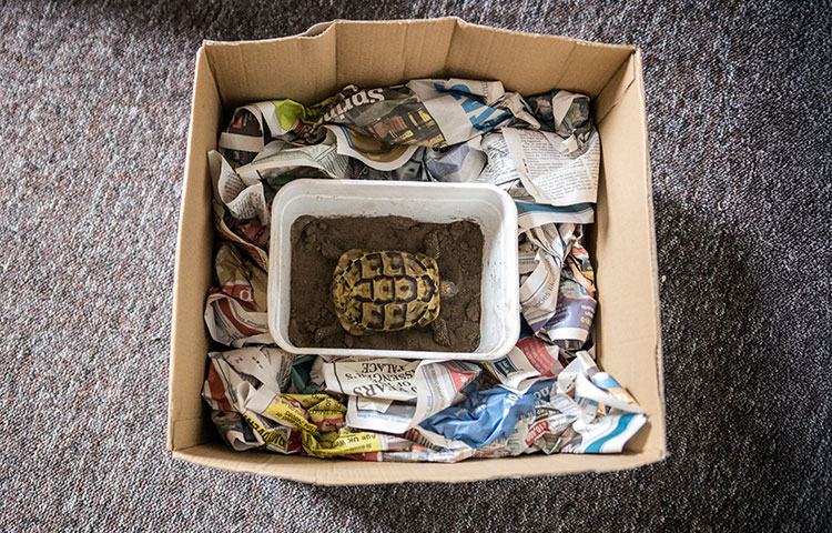 tortoise hibernating in a box