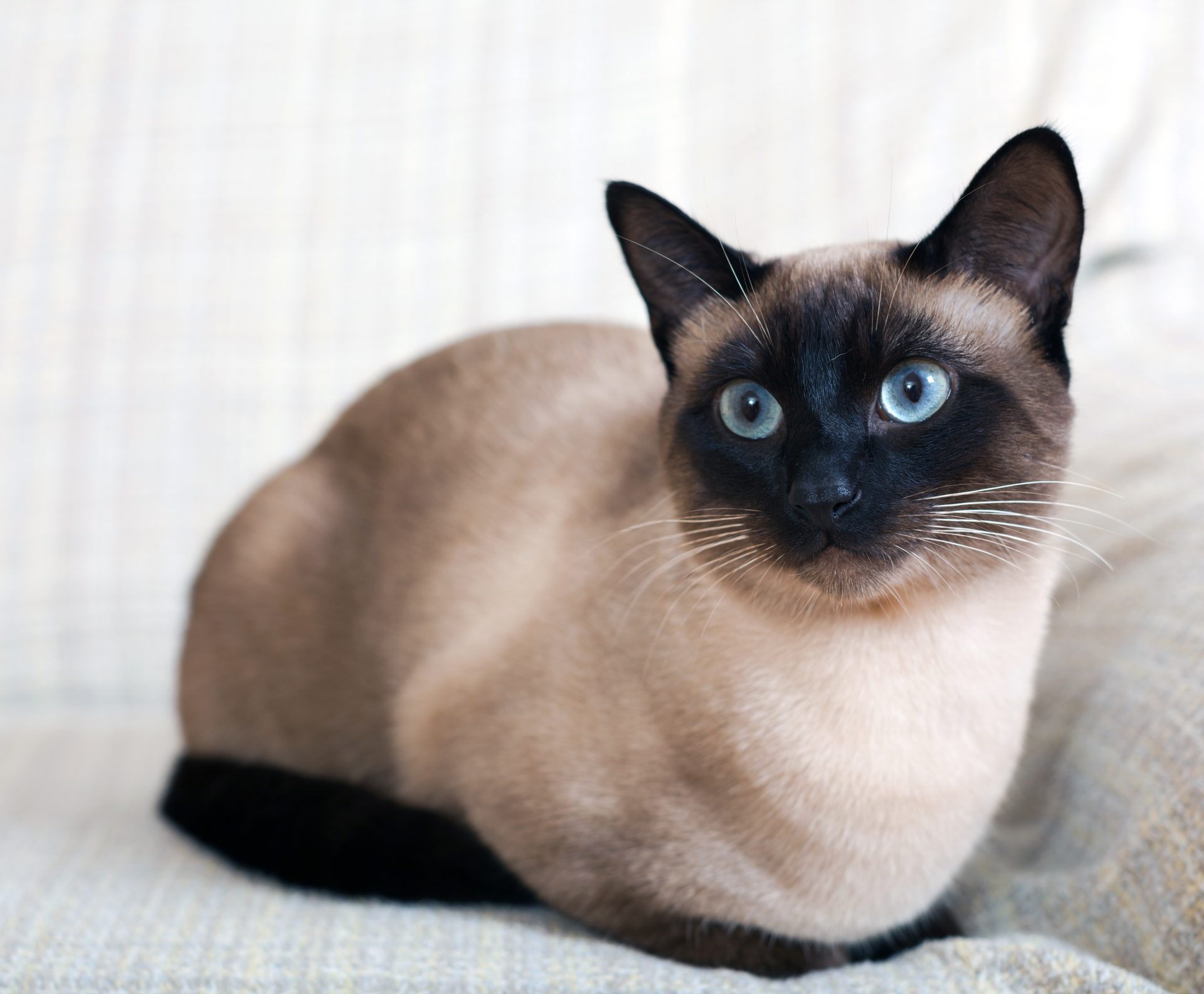 All You Need To Know About The Siamese Cat