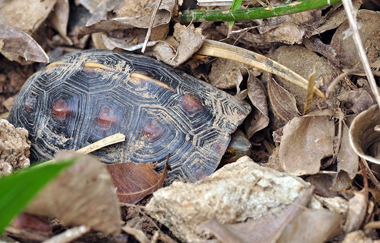 tortoise surrounded by leaves