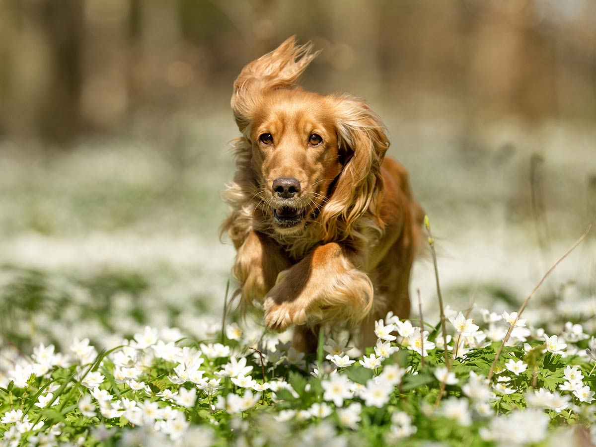 Most Popular Dog Breeds In The UK part one