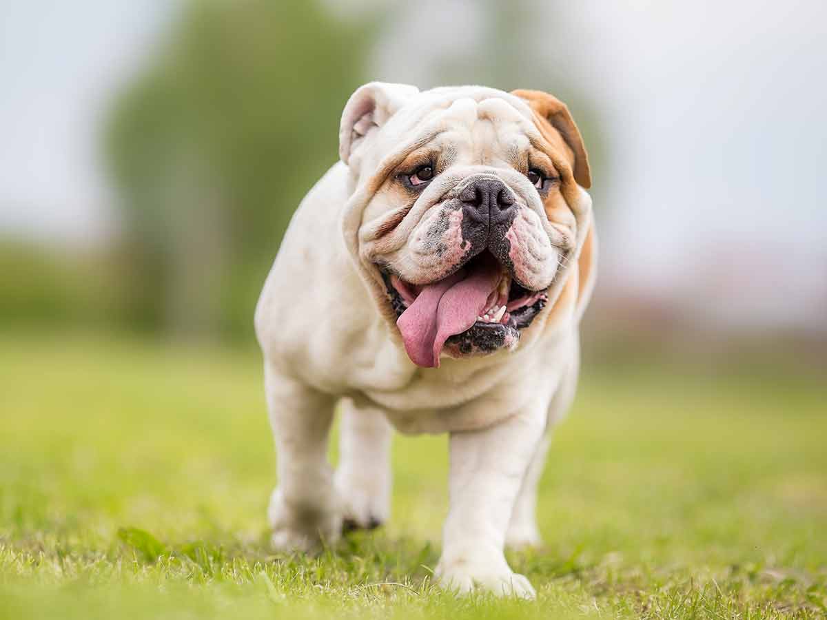 Most popular small breed dogs in the UK