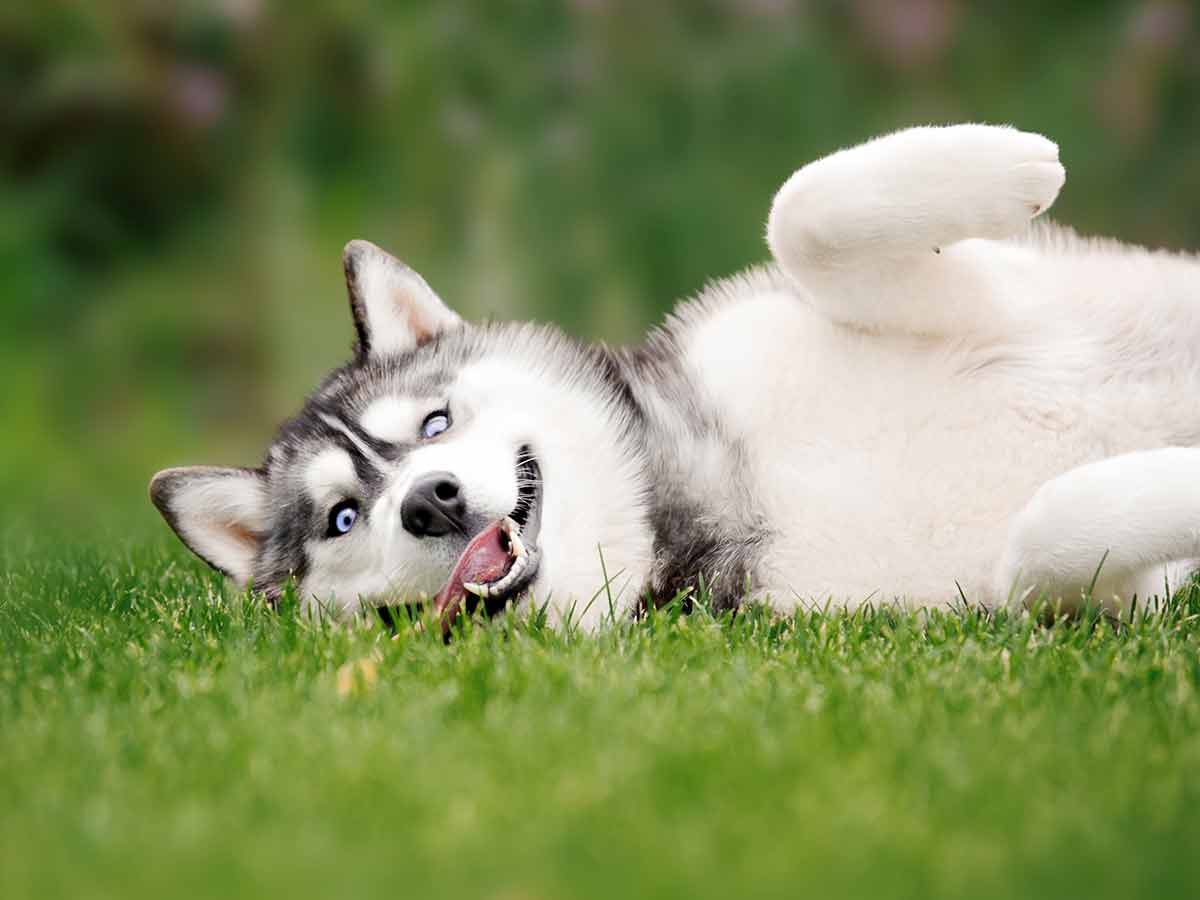 are malamutes as vocal as huskies