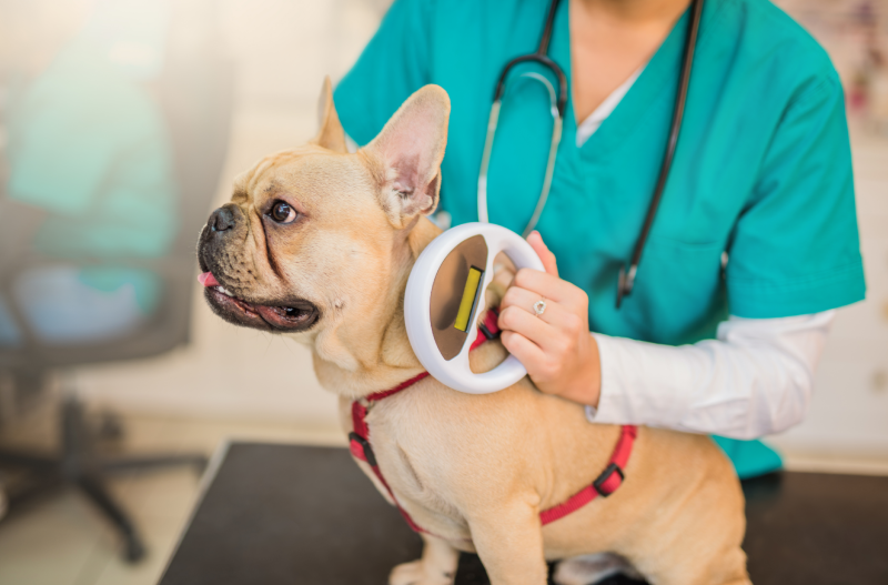 Pet Microchipping Regulations & The Law British Pet Insurance