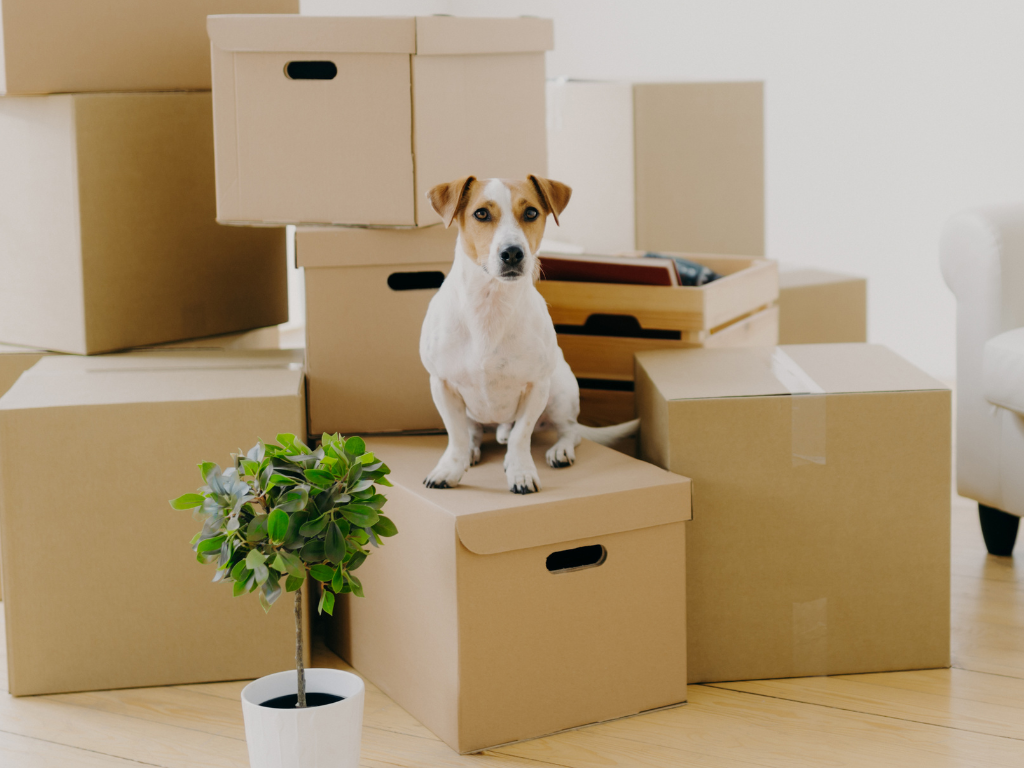 UK Government Advises Pet Insurance for Renters British Pet Insurance