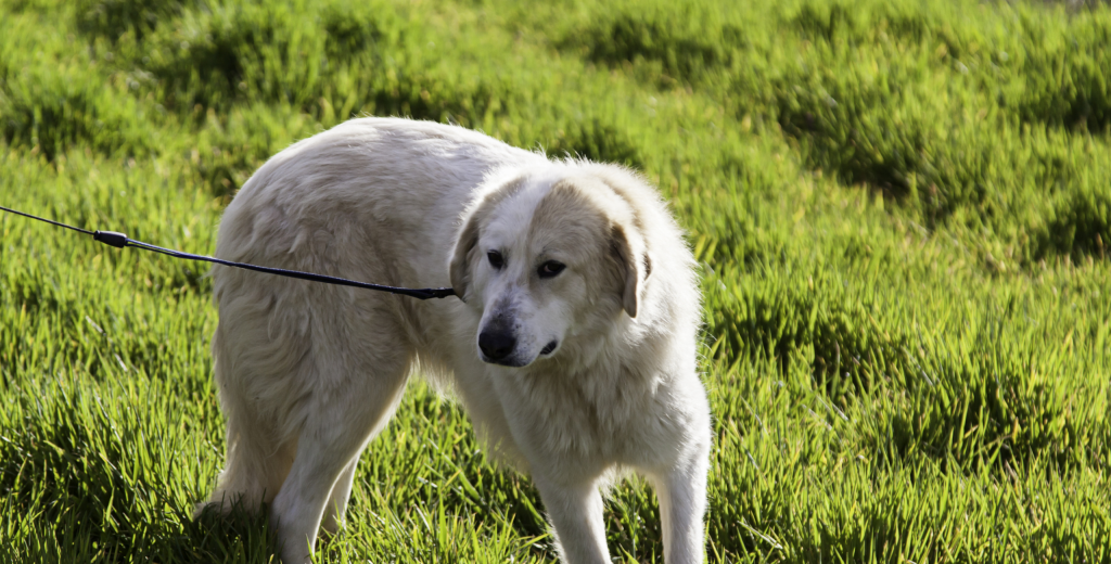 Adder Bites in Dogs Full Guide British Pet Insurance
