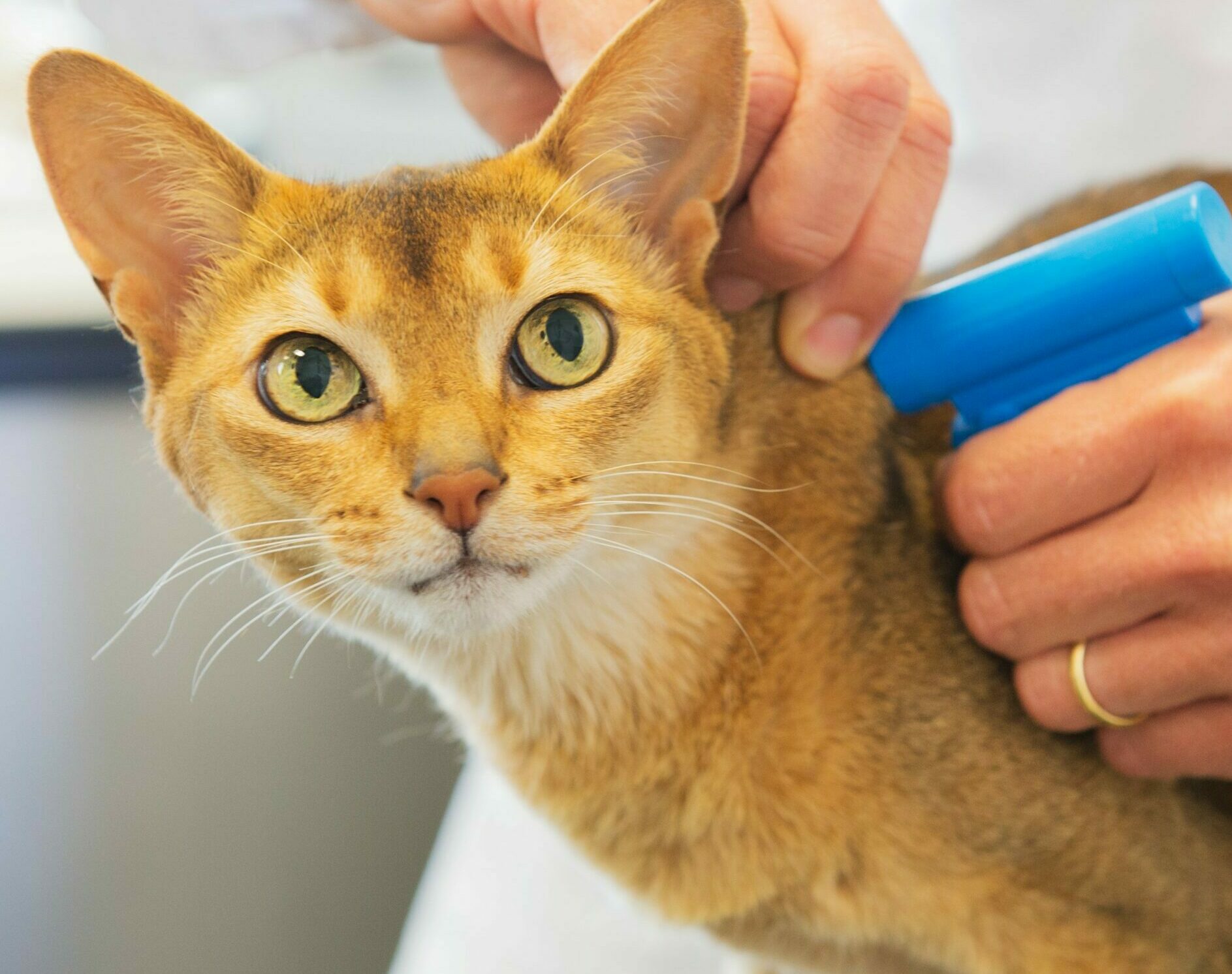 Compulsory Microchipping for Cats British Pet Insurance