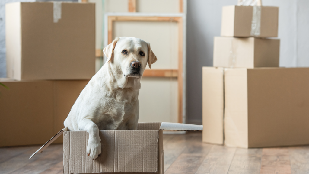 Proposed rental reforms to allow pets in properties - British Pet Insurance