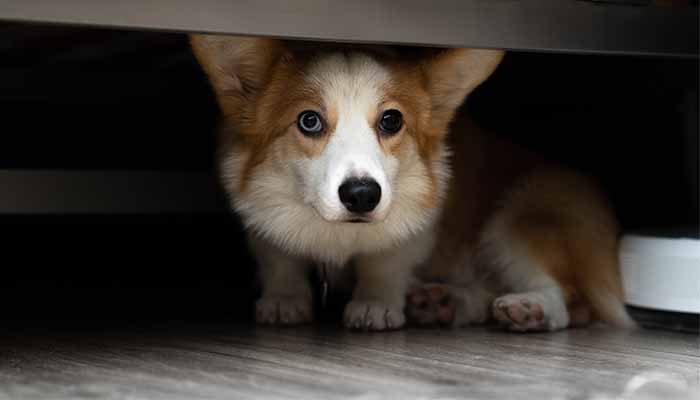 Corgi dog hides under the bed afraid of fireworks