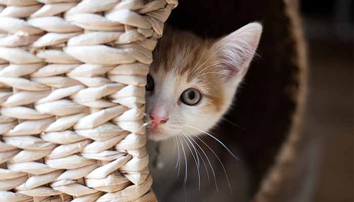 Ginger and white kitten peeps out of a wicker basket during fireworks