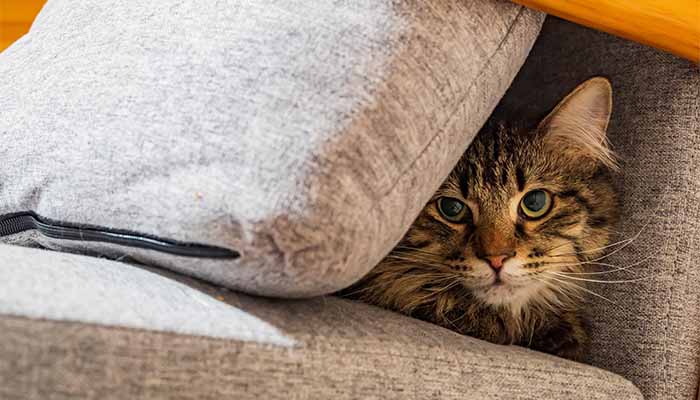 Tabby adult cat hides from fireworks beneath a cushion on an armchair