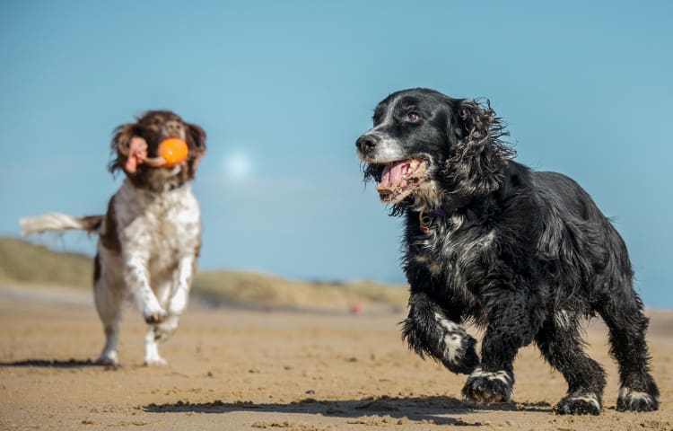 Two older Cocker Spaniel dogs play on a beach. One dog has an orange toy in its mouth