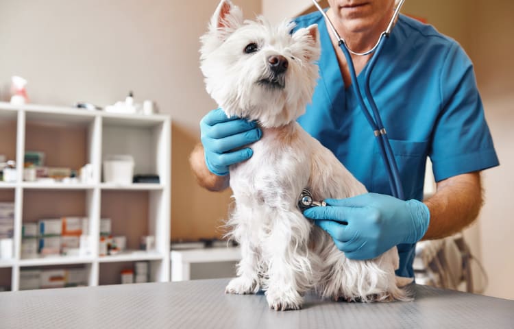 A vet in blue scrubs checks the heart of an older Westland Terrier 