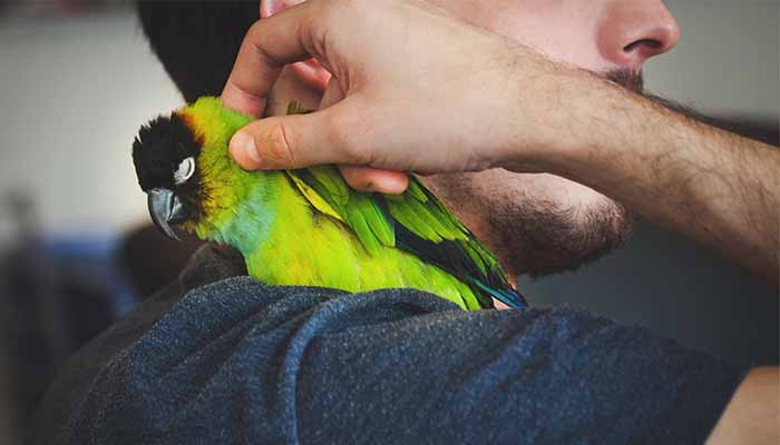 Small green parrot nestles into it's owners neck for comfort during fireworks