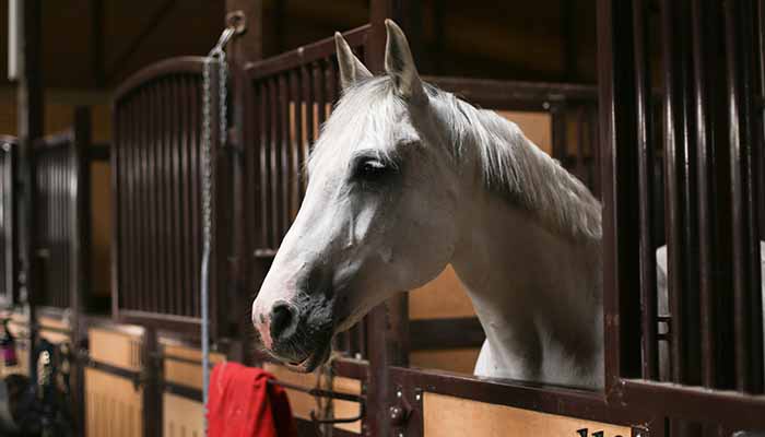 White adult horse is locked in stables at night during fireworks