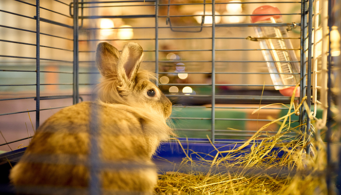 House rabbit sits in his indoor cage with Christmas lights in the background