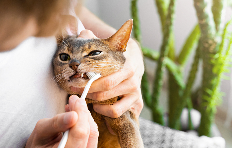 Cat sits while it's owner brushes it's teeth with a white cat toothbush