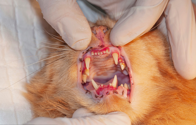 Vet holds a ginger cat's mouth open to examine the condition of cat's teeth and gums